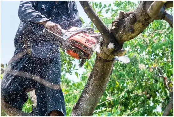 tree services Powdersville